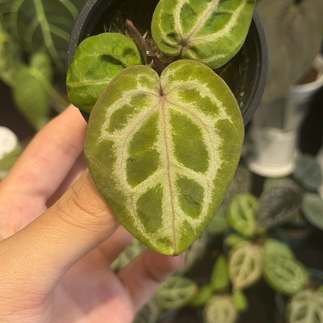 睡***.不开花植物粉柠檬nse红