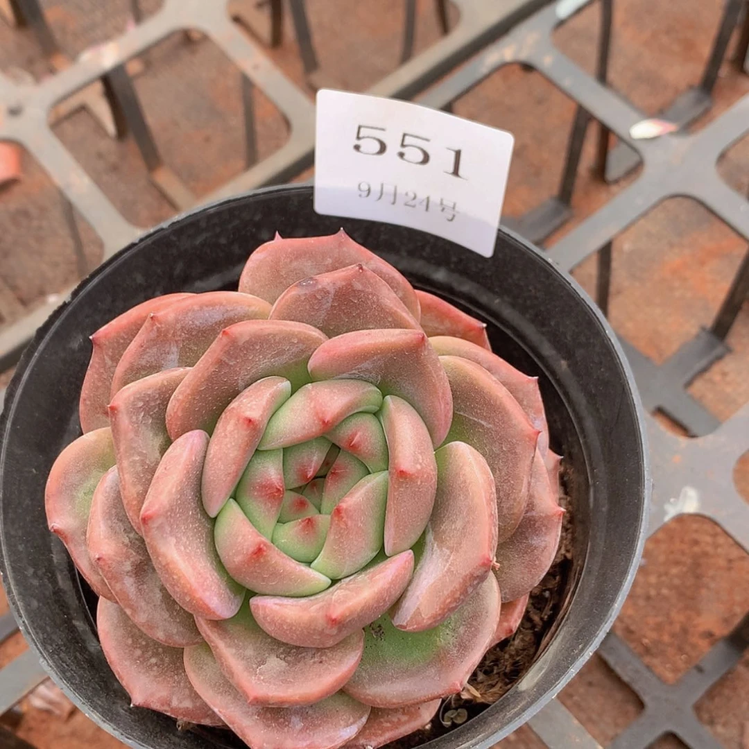 【闪购商品】云551号线