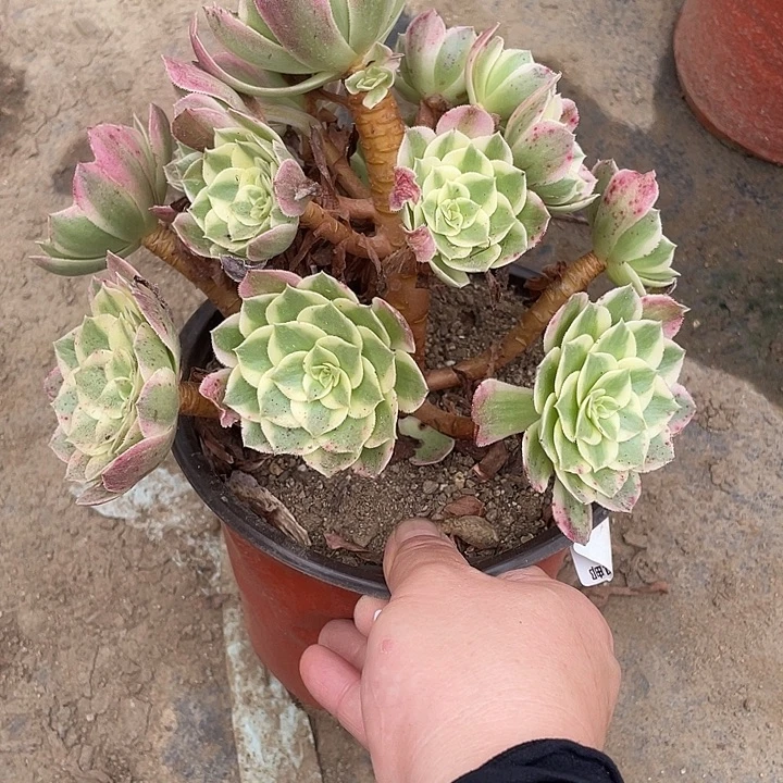 456海王多肉植物福利