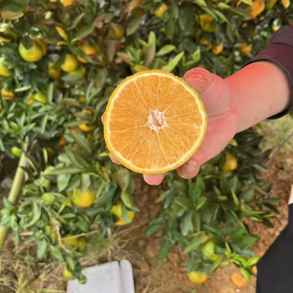 爱媛38果冻橙橙子