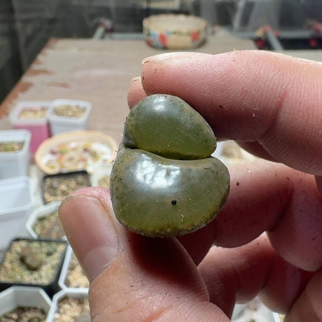 ****了你3568888899999977776