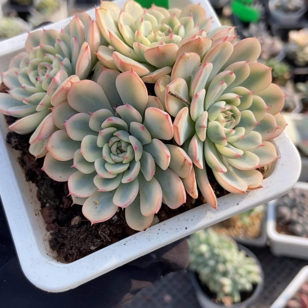 1637忌廉锦多肉植物