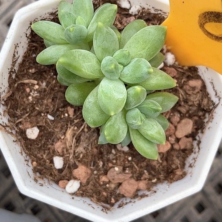 没****多肉植物阿迪斯托581