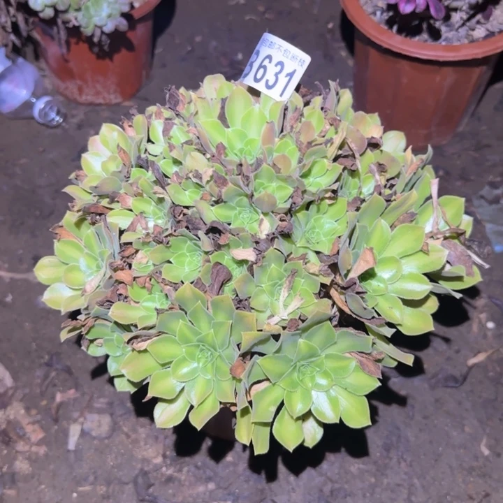 韶华中班……多肉植物的
