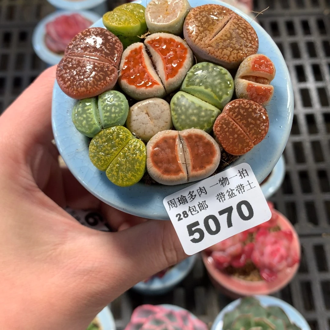 5厘米盆精控多肉5070