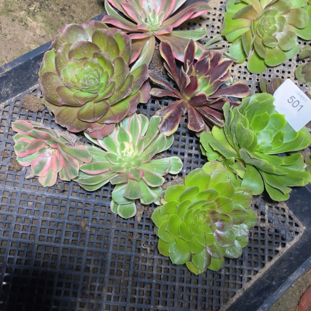 501法师锦多肉组合6颗