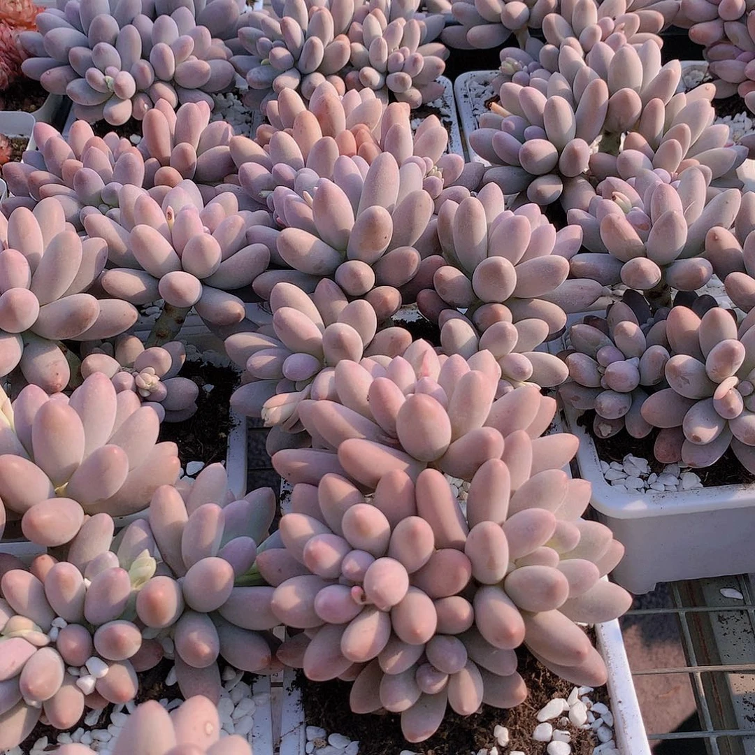 汤圆2345677889999900