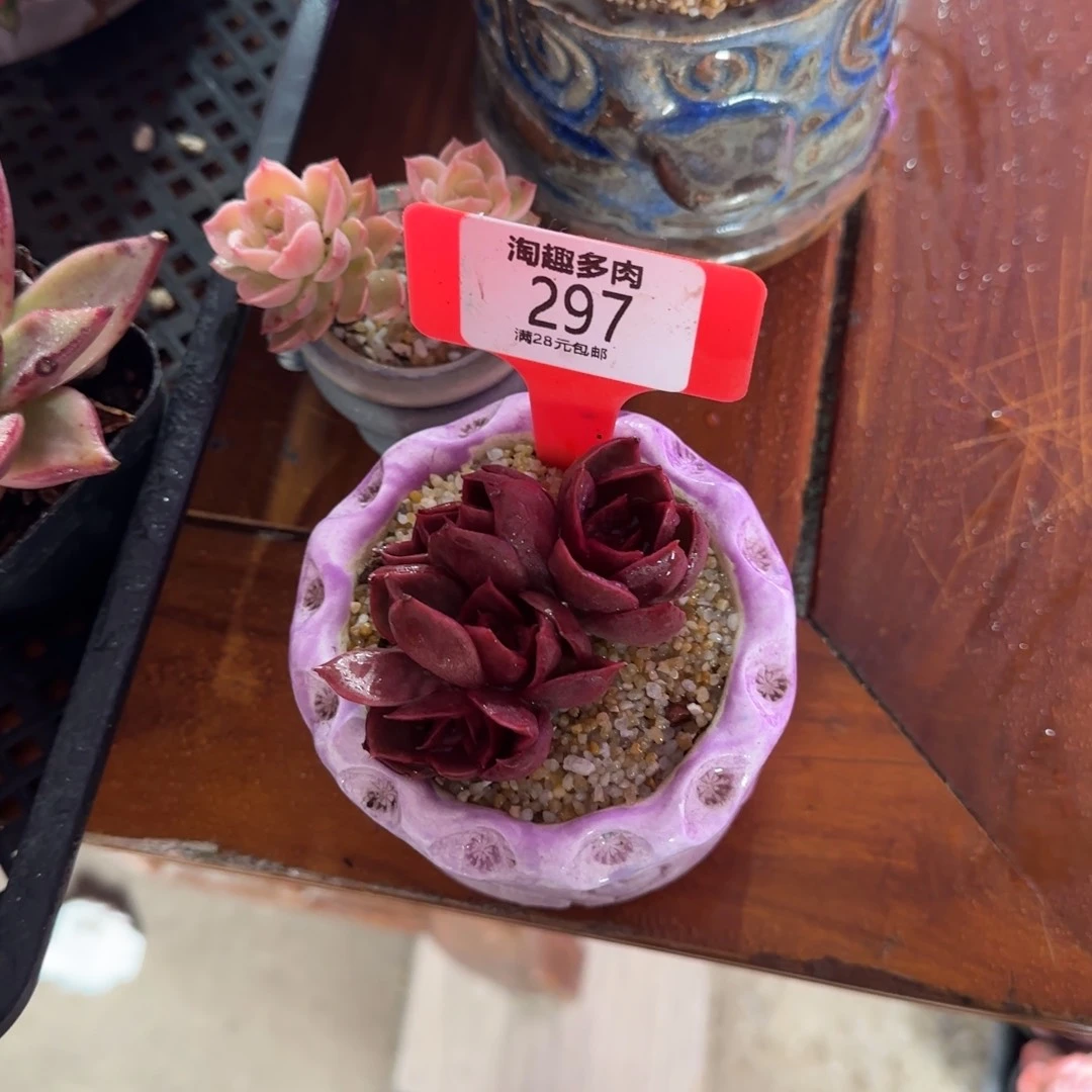 多肉植物红灯多头