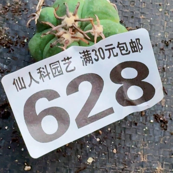 L***⁸无花朵福利落地花王628