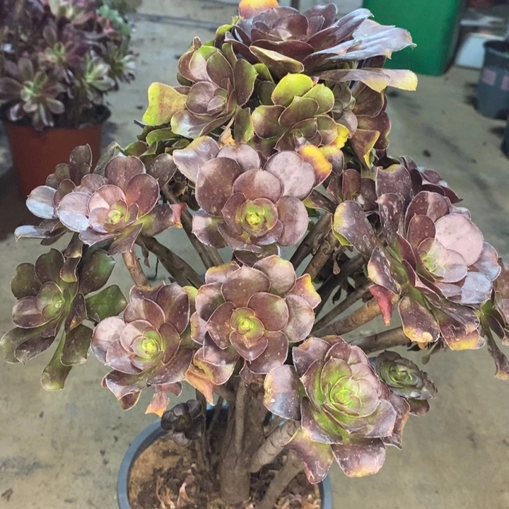 灰圆叶多肉植物26。