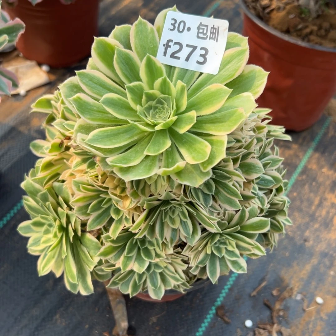 273碧玉多肉法师