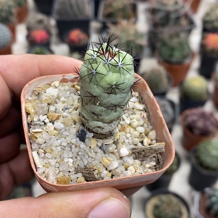 黑刺帝王丸特价福利