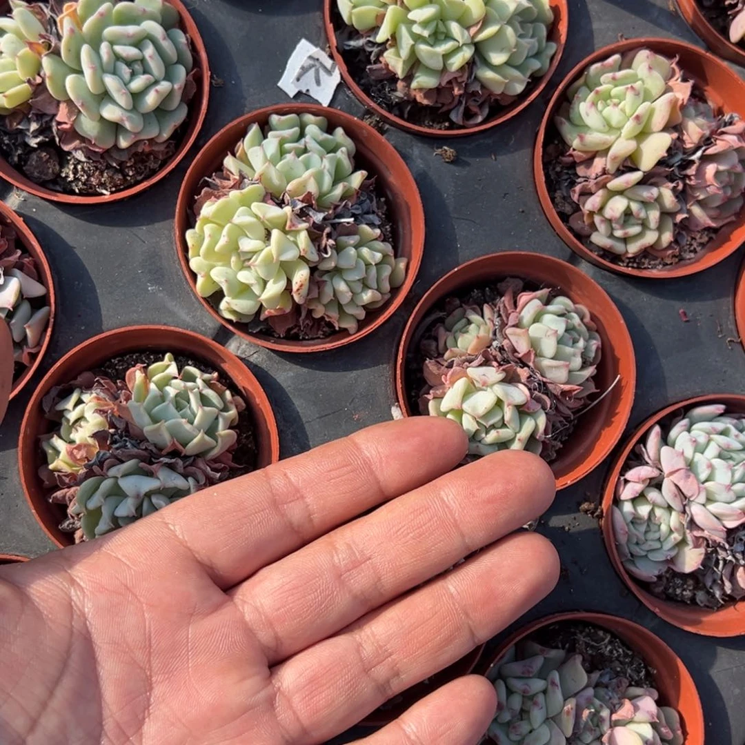 飞行少年群一颗量拍多肉满9.9包邮下午发