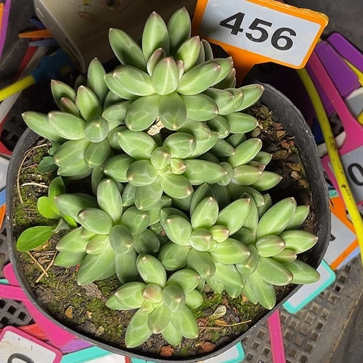 多肉植物伊卡鲁斯456