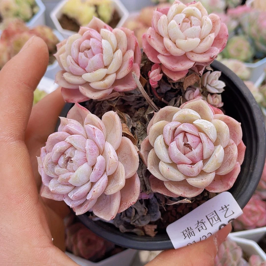 000000000000002量拍