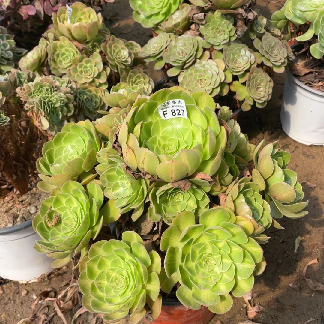 827倾城中班多肉法师断枝不包