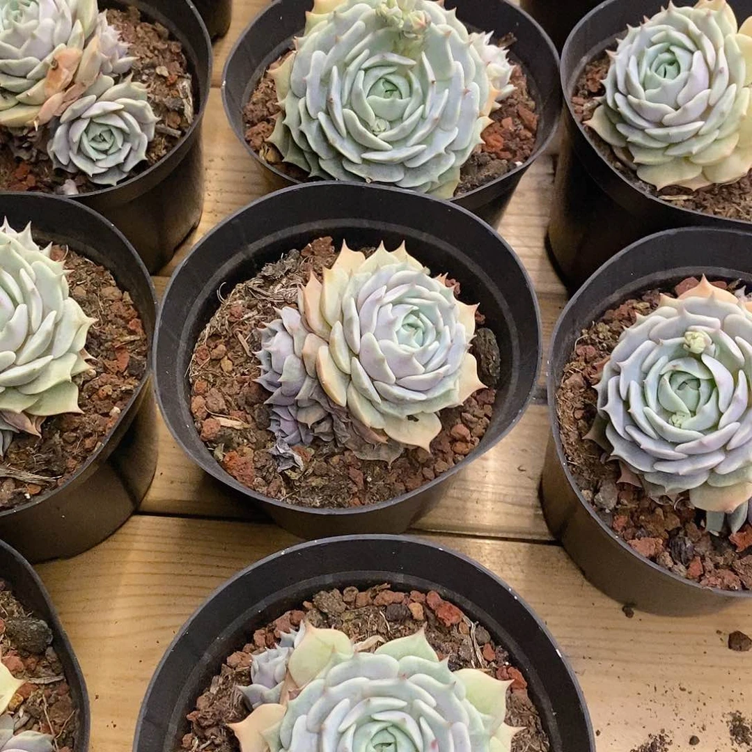 56。露娜莲群生。福利多多