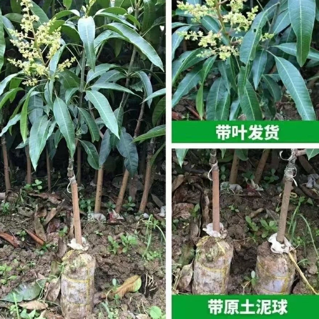 正宗嫁接芒果金煌芒品种南方地栽高产可种植