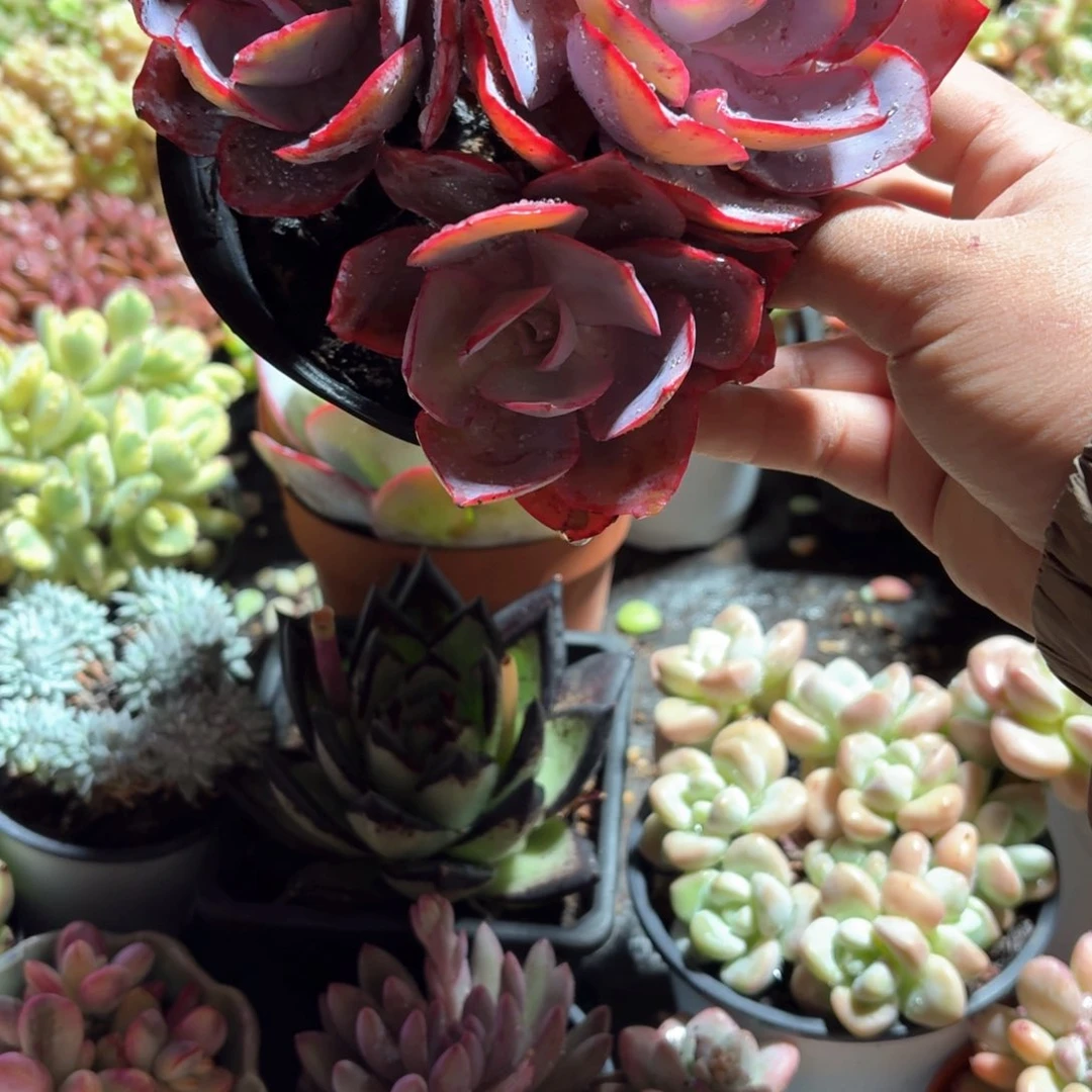 晚霞多肉整群12㎝盆