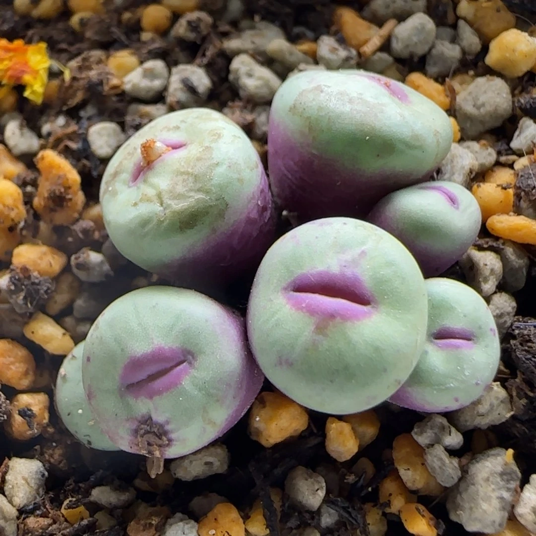 10-26-9-5当天满38包邮7头超厚嘟嘟嘴脱土