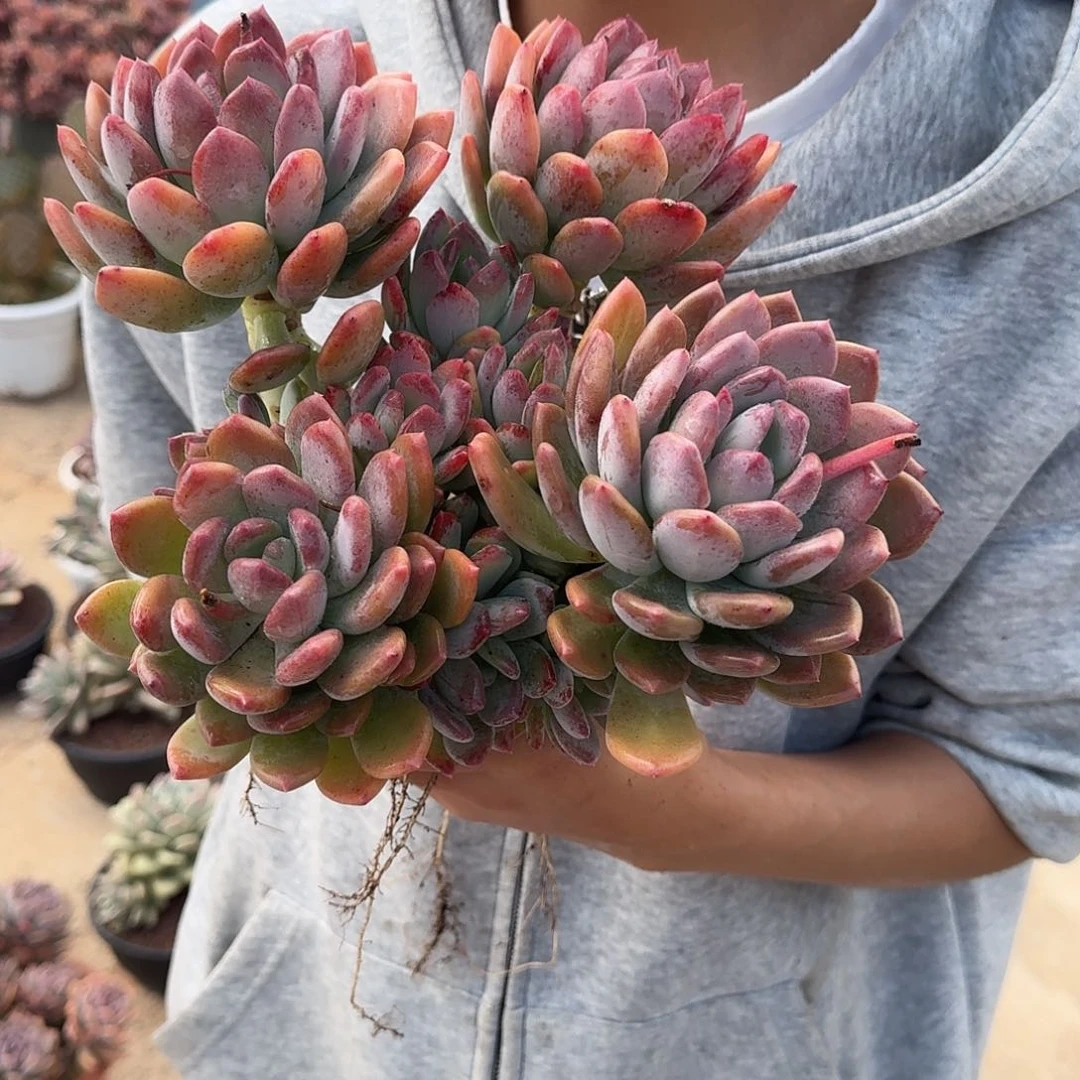 灰姑娘美人 00000000000