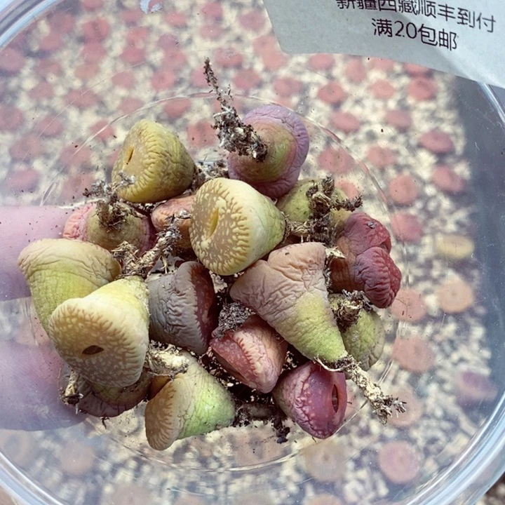 小*宋我我的小哥哥小姐姐641