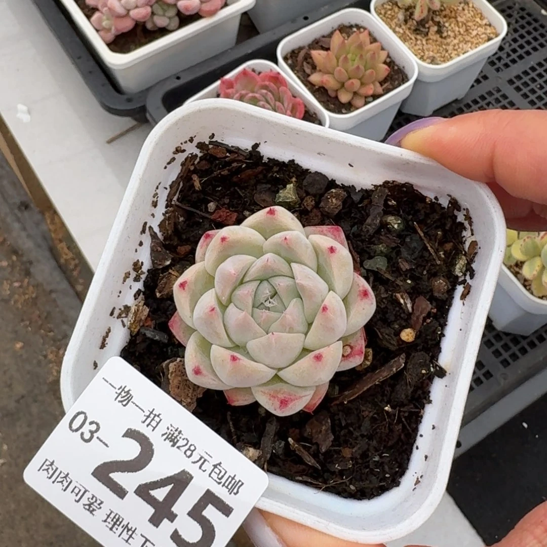 白底如梦令无盆土发货