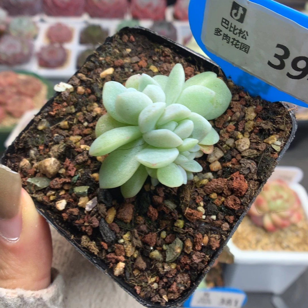 394冰玉石化五头朵朵缀化多肉