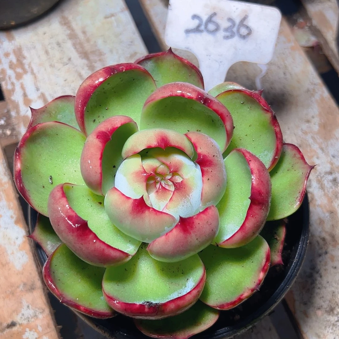 惊鸿仙子一物一拍2636号