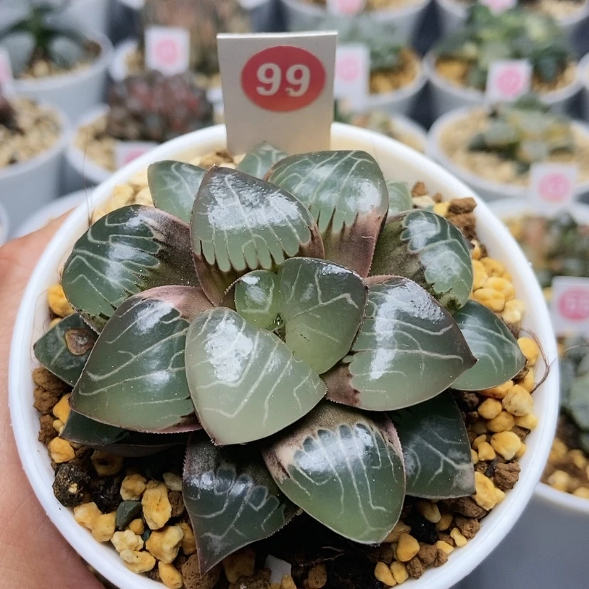 【闪购商品】99丸叶天池