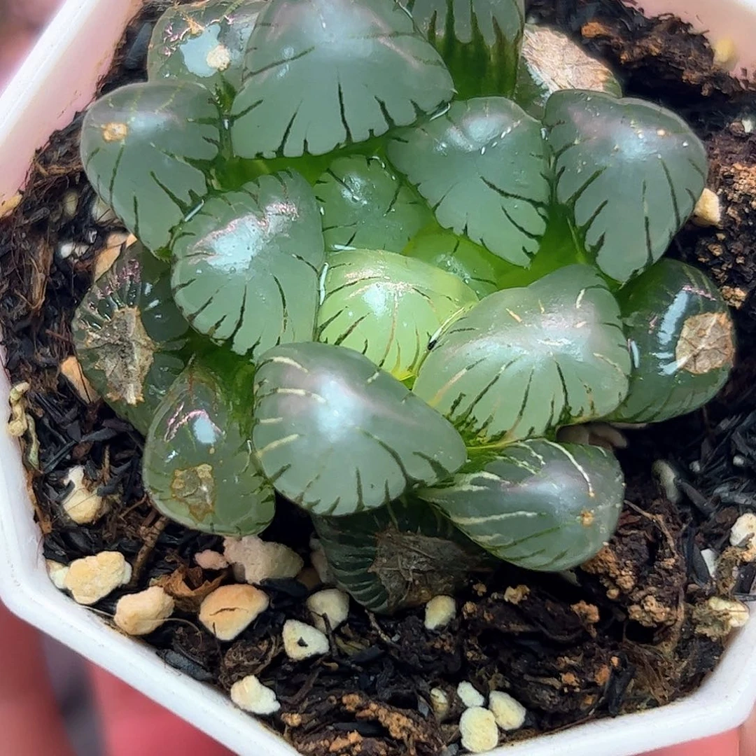 孔明灯锦十二卷多肉植物