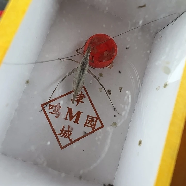 精品黑紫竹蛉两只…………