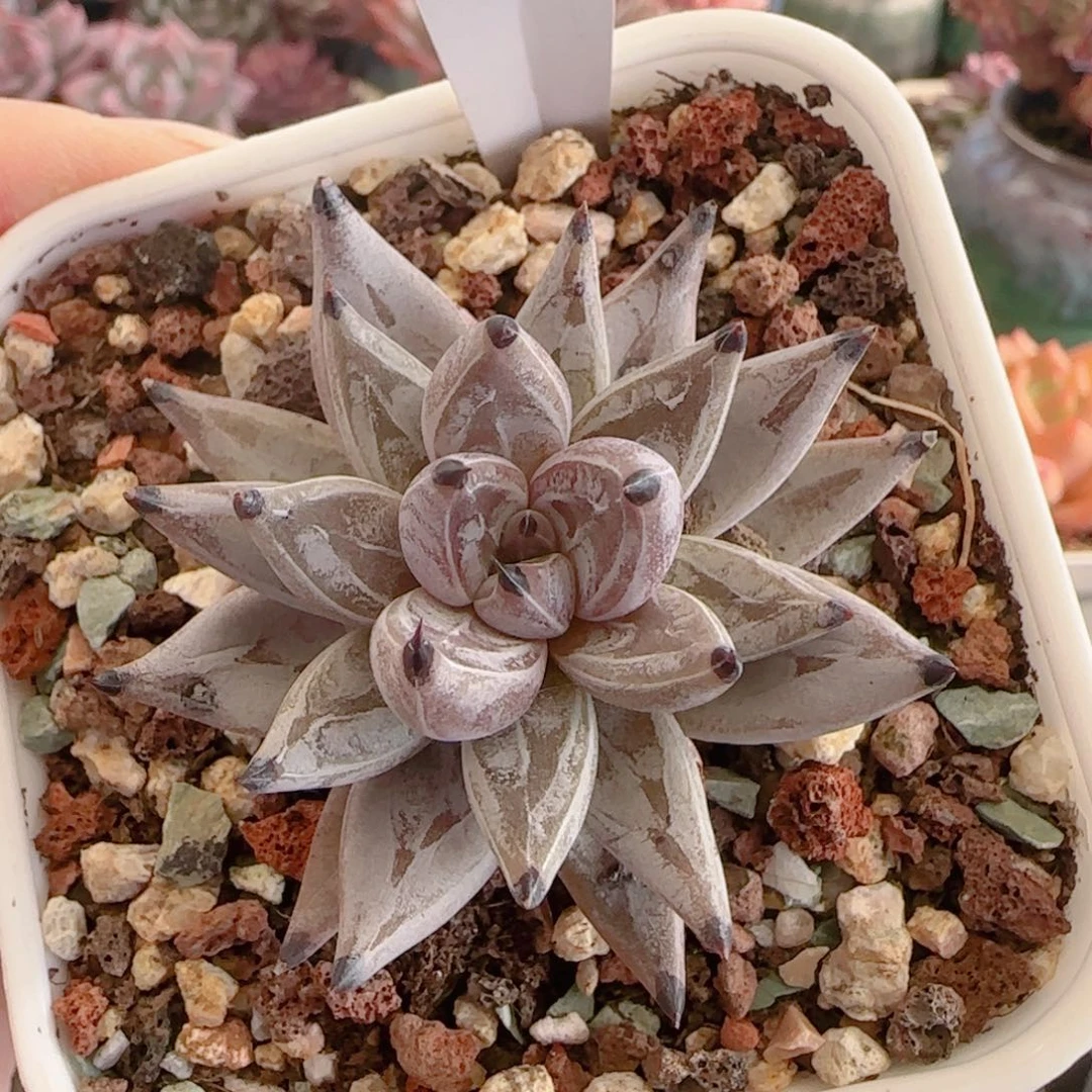 多肉植物5798…………..