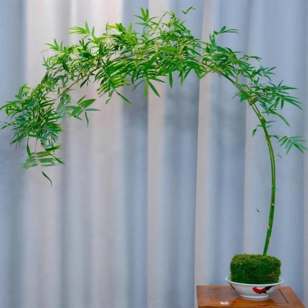 空间意境室内外观赏绿植高飘枝意境盆栽(直播间一物一拍)请勿私拍