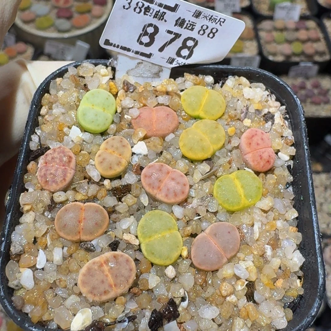 Ssss精品生石花878