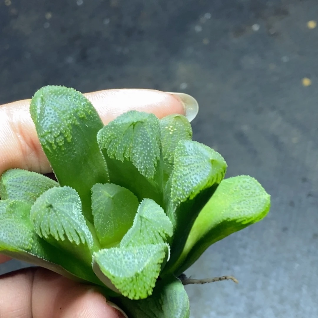 实生玉万侧芽一物一拍