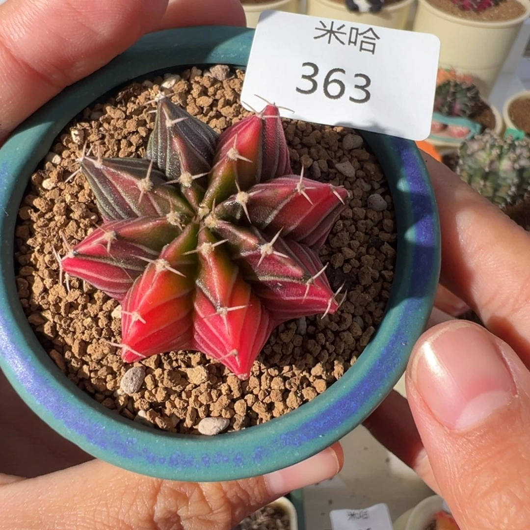 363 好看的米哈冲冲冲