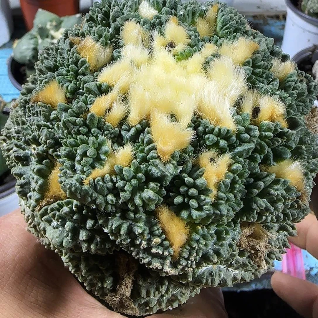 大牡丹959仙人球开花