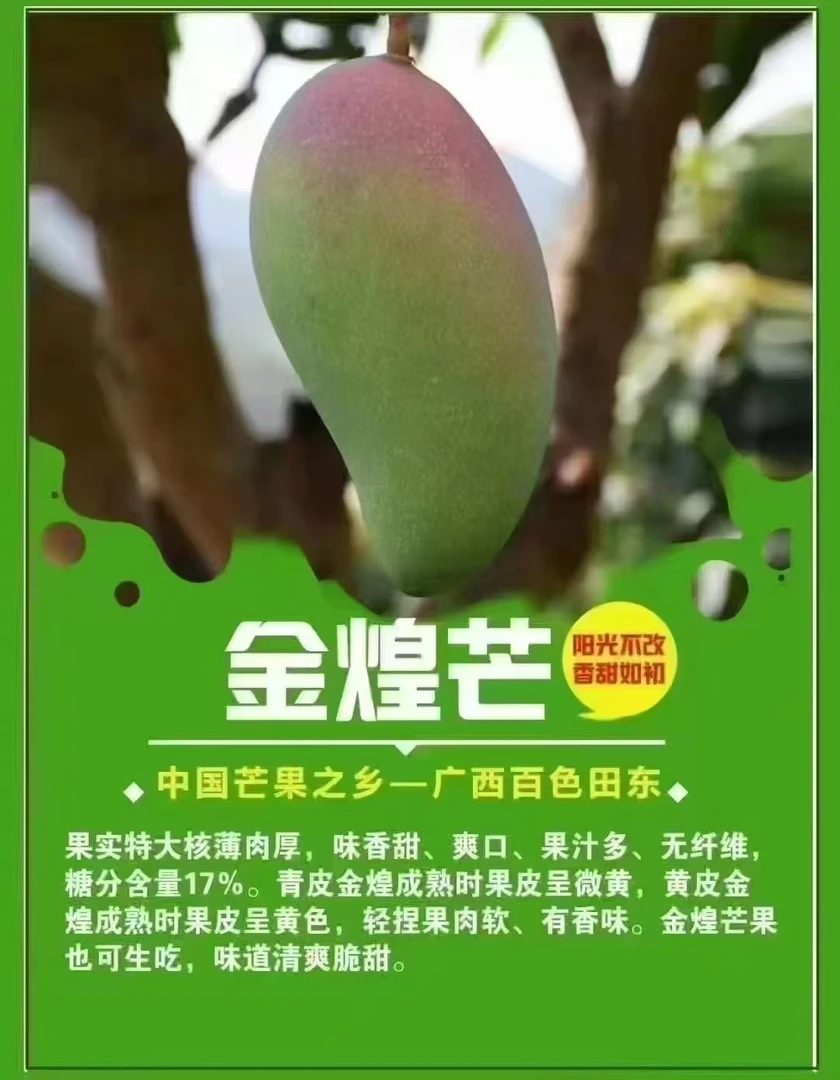 百色特级精品皮薄核薄大金煌芒果10斤新鲜采摘精心挑选发货