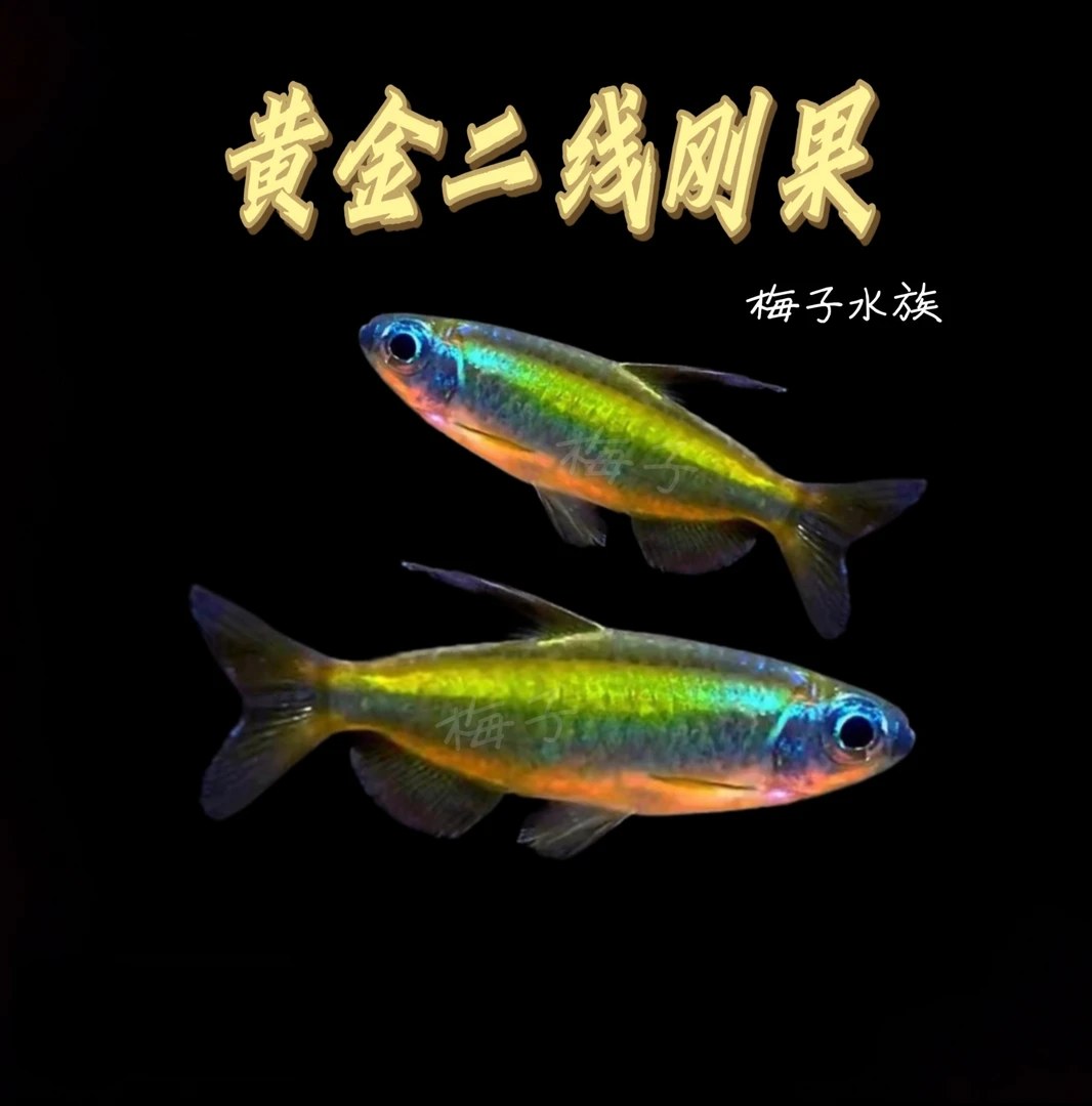 梅子 黄金二线刚果灯鱼热带观赏鱼