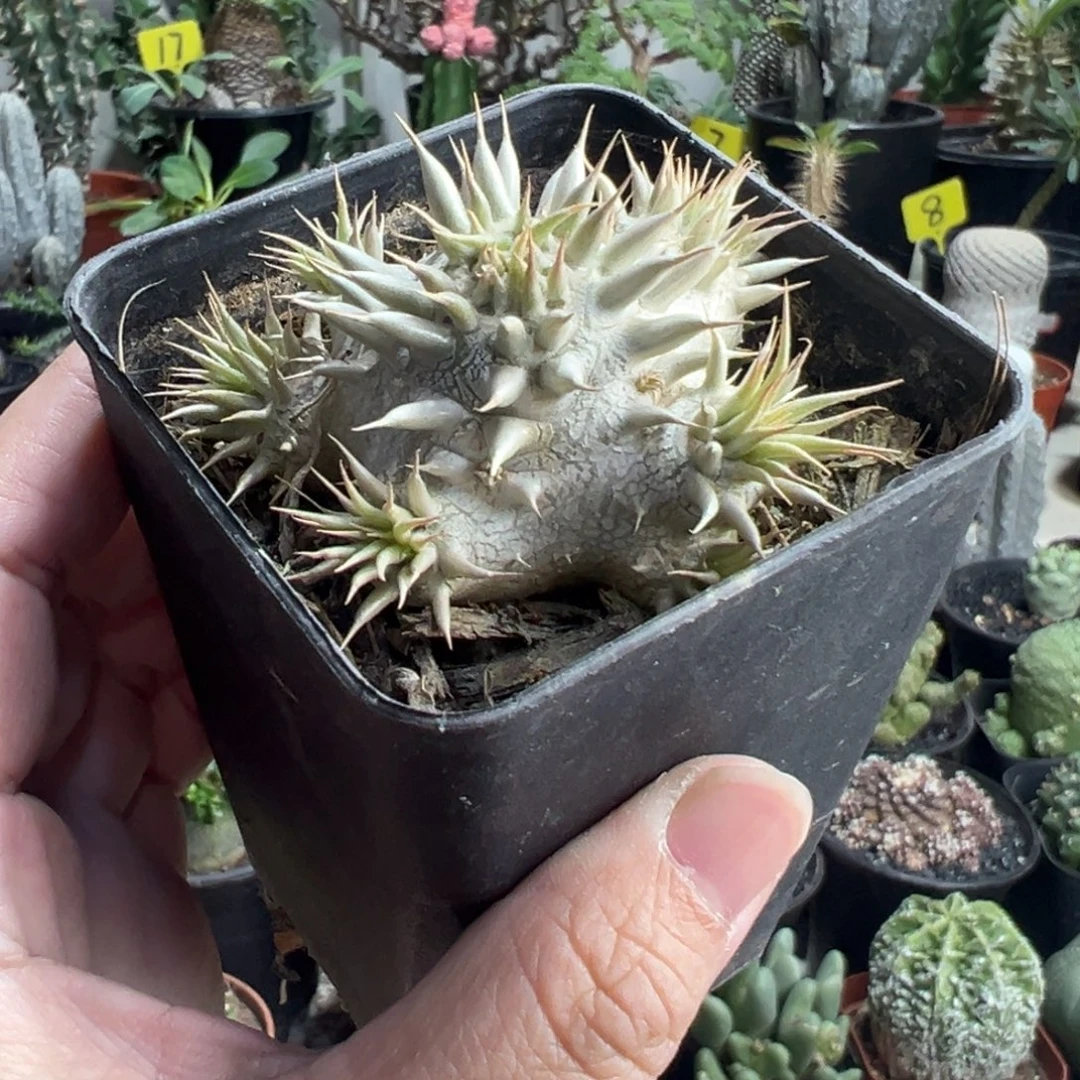 惠比大黑带盆1111111111