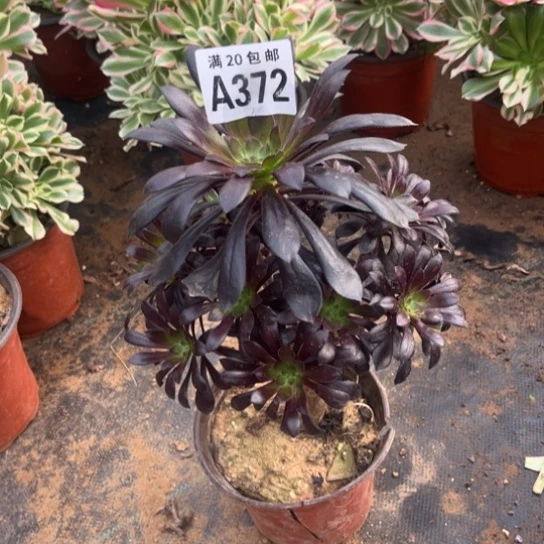 372魔法师不包断枝