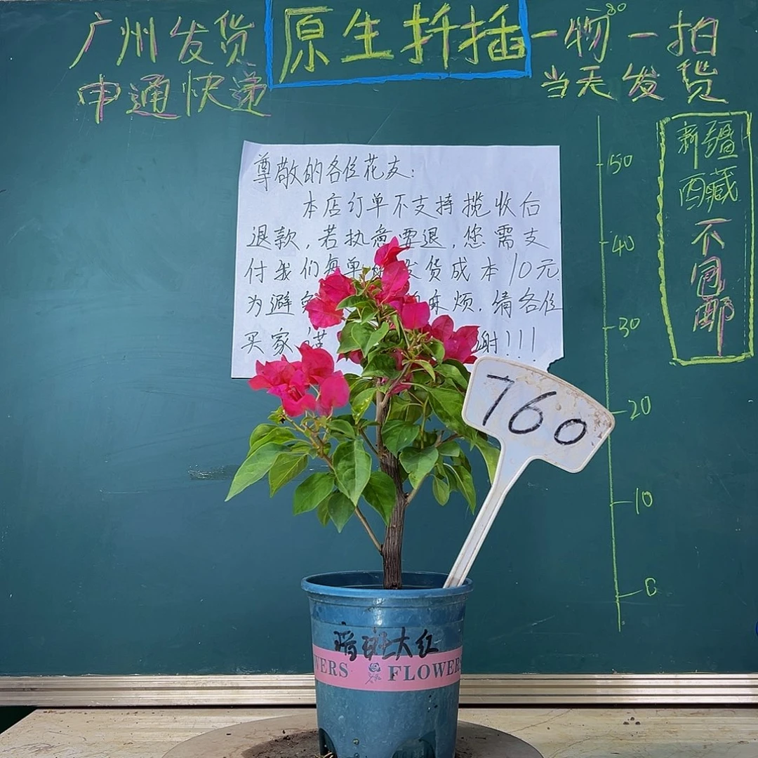 当前无花栽培后可以开花  福利 粗杆 暗斑大红  760