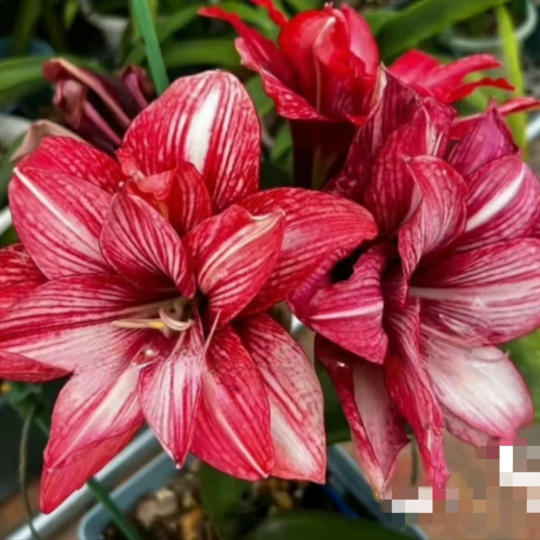包邮:台湾朱顶红  紫金