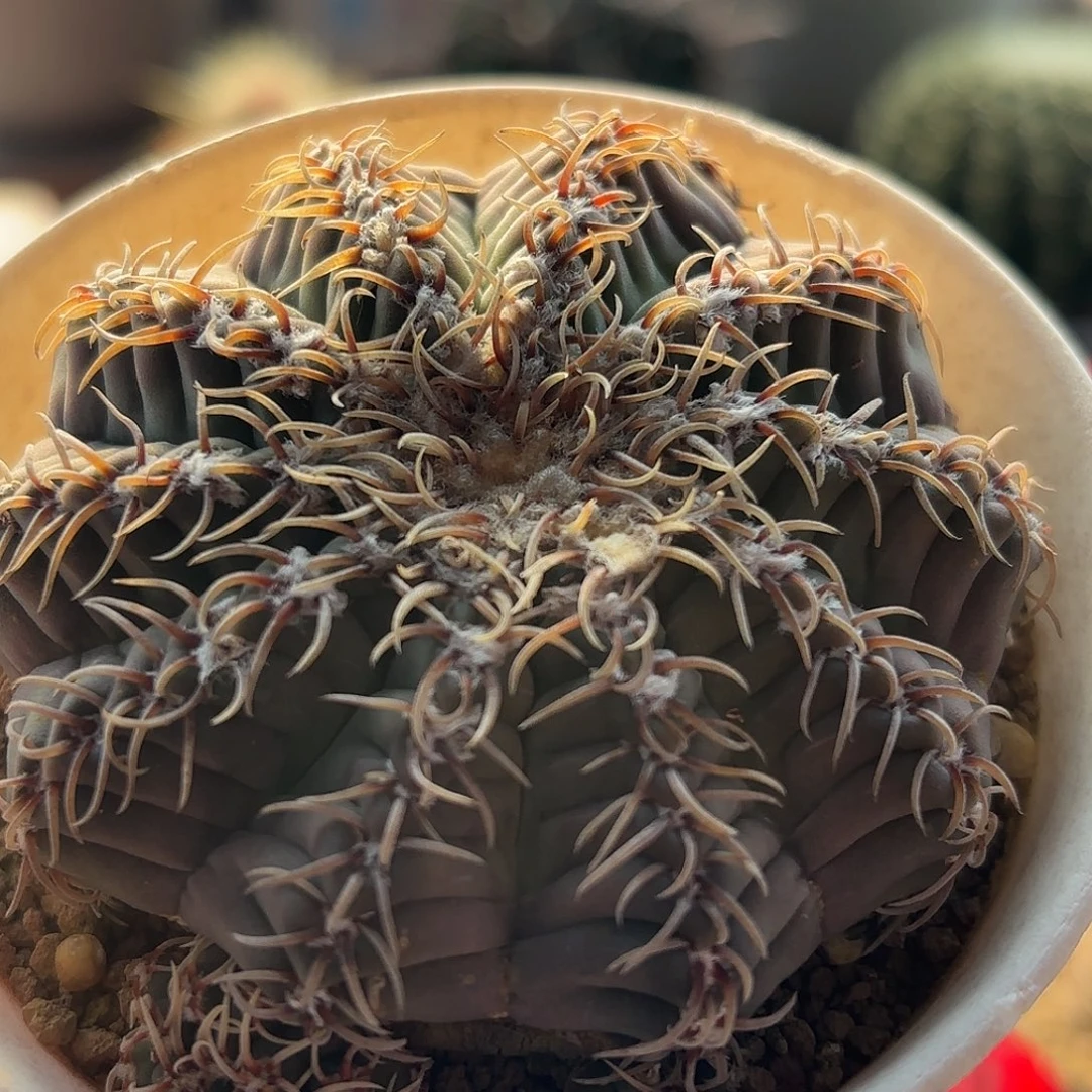 仙人球实生密刺瑞昌玉