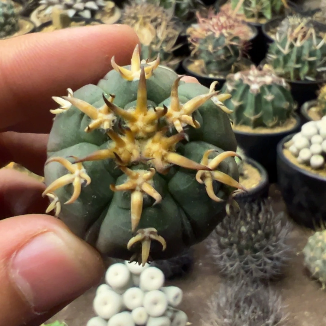 遇**天仙人球一物一拍