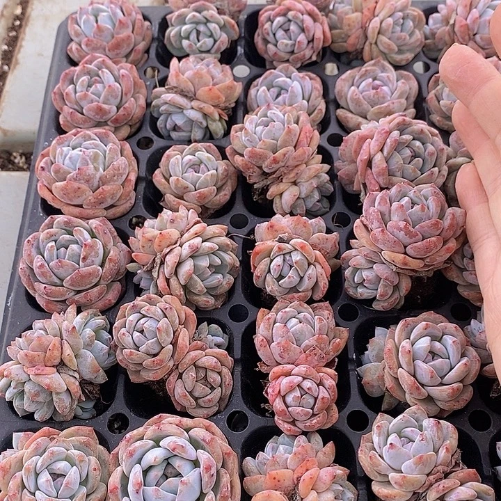 143 多肉植物盆栽植物