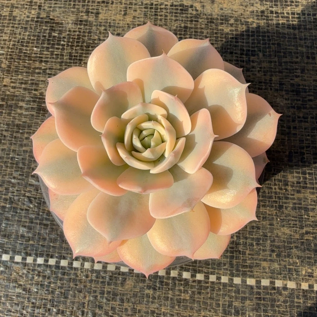 雪域蓝巴黎白腹轮锦