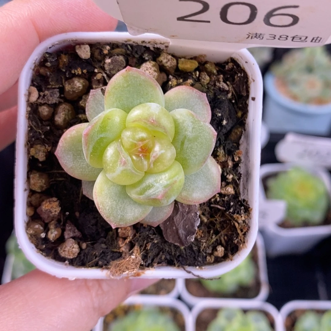 清澄珍妮单头206号