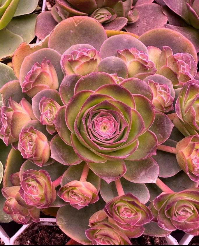 ［满15元包邮］初尘山地玫瑰多肉 直播间展示绿色为准